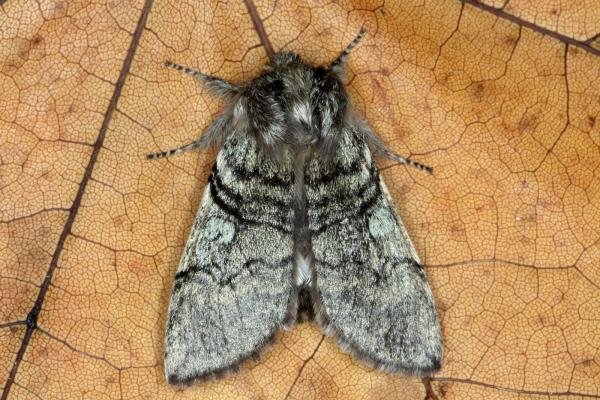 Yellow Horned (Achlya flavicornis), adult. Ouston, 26-03-2016. Copyright Verna Atkinson.