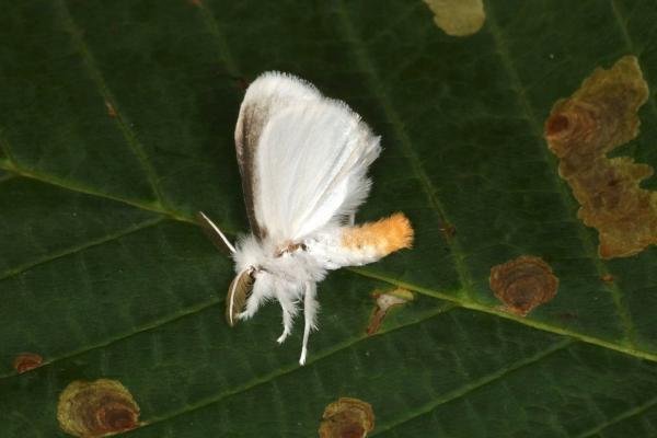 Yellow-tail (Euproctis similis), adult. Ouston, 06-07-2022. Copyright Verna Atkinson.