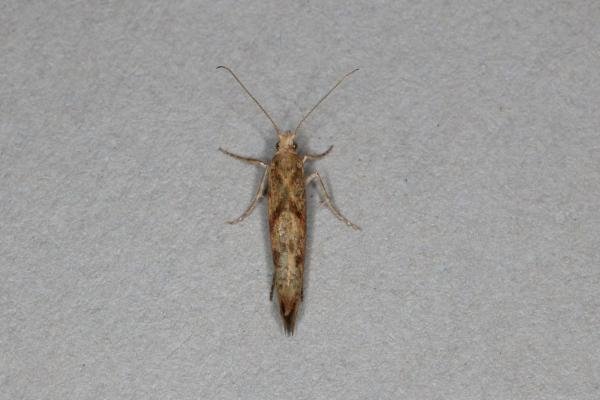 Ypsolopha sylvella, adult. Ouston, 12-09-2019. Copyright Verna Atkinson. Ypsolopha sylvella, adult. Ouston, 12-09-2019. Copyright Verna Atkinson.