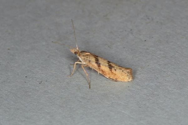 Ypsolopha sylvella, adult. Ouston, 05-09-2018. Copyright Verna Atkinson. Ypsolopha sylvella, adult. Ouston, 05-09-2018. Copyright Verna Atkinson.