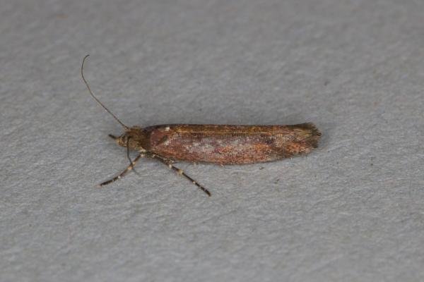Ypsolopha ustella, adult. Ouston, 03-02-2022. Copyright Verna Atkinson.