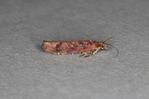 Ypsolopha ustella, adult. Ouston, 11-10-2019. Copyright Verna Atkinson. Ypsolopha ustella, adult. Ouston, 11-10-2019. Copyright Verna Atkinson.