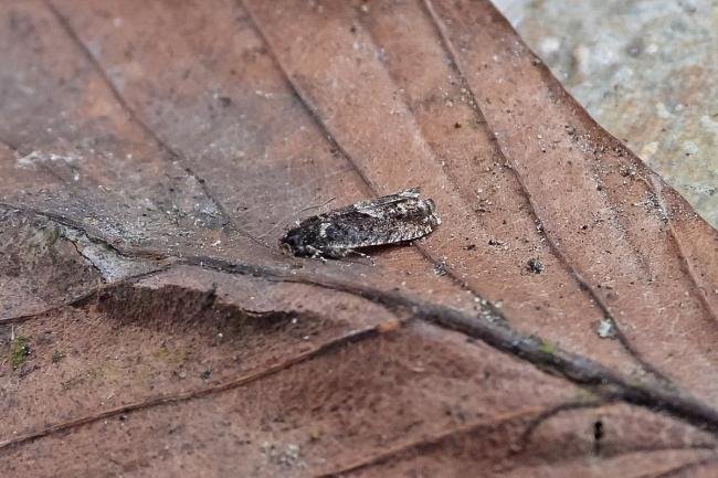 Pammene giganteana, adult. Chester-le-Street, 27-03-2025. Copyright Keith Dover.