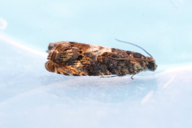 Pammene suspectana, adult. Crossgate Moor, 12-05-2025. Copyright Arto Maatta.