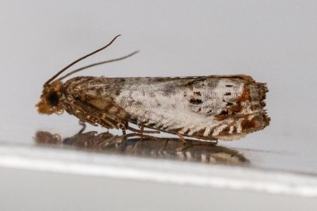 Notocelia rosaecolana, adult. Crossgate Moor, 17-06-2024. Copyright Arto Maatta.