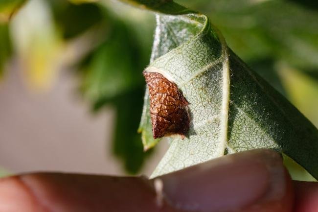Parornix anglicella, mine. Crossgate Moor, 30-08-2024. Copyright Arto Maatta.