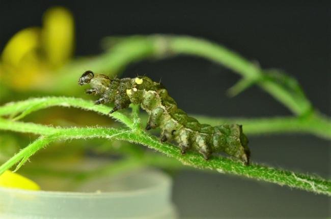 Dark Spectacle (Abrostola triplasia), larval. Trimdon Grange, 07-09-2019. Copyright Bob Mawson.