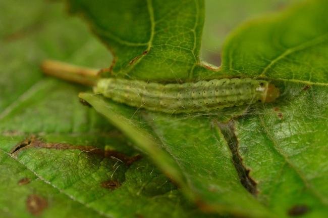 Agonopterix arenella, larval. Trimdon Grange, 14-07-2019. Copyright Bob Mawson.