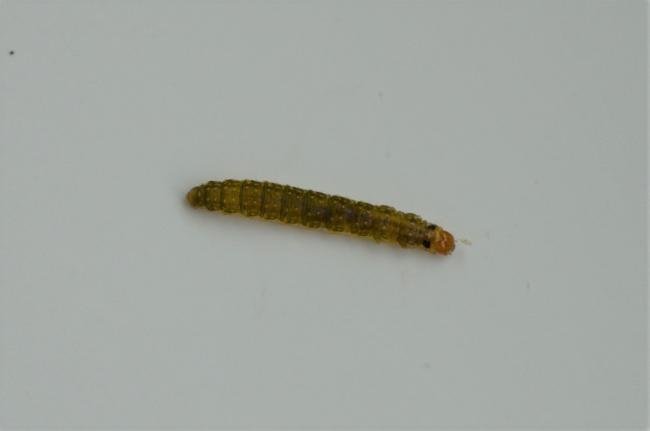 Agonopterix arenella, larval. Trimdon Grange, 11-09-2019. Copyright Bob Mawson.