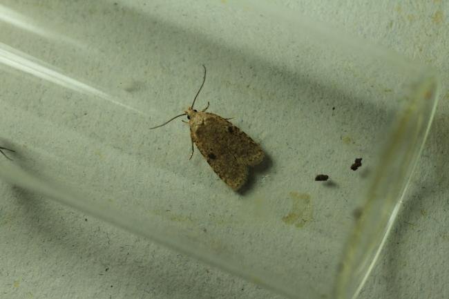 Agonopterix propinquella, adult. Cleveland Gorse, 25-11-2020. Copyright Bob Mawson.