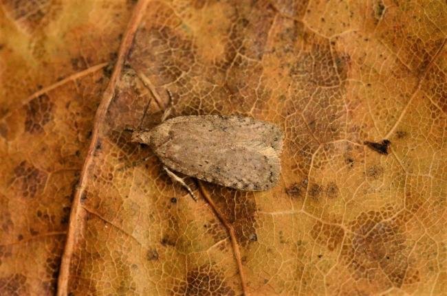 Agonopterix propinquella, adult. Cleveland Gorse, 04-01-2020. Copyright Bob Mawson.