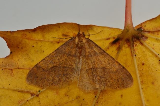 Scarce Umber (Agriopis aurantiaria), adult. Raisby Way, 11-11-2019. Copyright Bob Mawson.