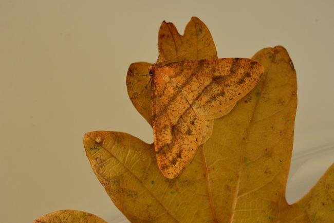 Scarce Umber (Agriopis aurantiaria), adult. Trimdon Colliery, 14-11-2019. Copyright Bob Mawson.