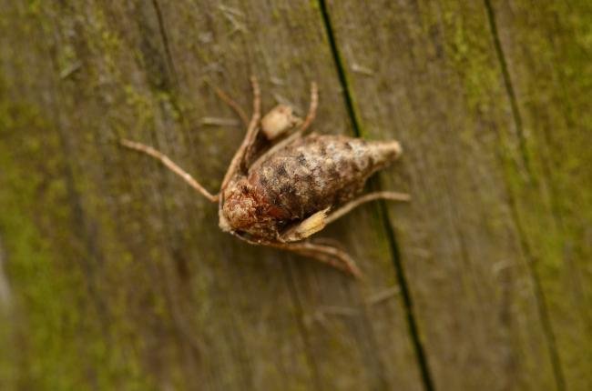 Dotted Border (Agriopis marginaria), adult, female. Trimdon Grange, 22-03-2016. Copyright Bob Mawson.