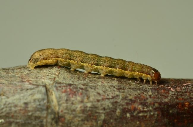 Red-line Quaker (Leptologia lota), larval. Kelloe Bank, 13-06-2023. Copyright Bob Mawson.