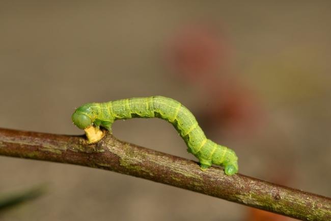 March Moth (Alsophila aescularia), larval. Raisby Way, 25-06-2018. Copyright Bob Mawson.