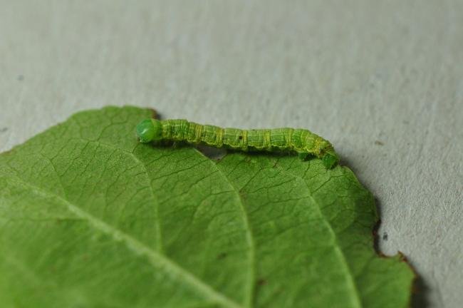 March Moth (Alsophila aescularia), larval. Kelloe Bank, 02-07-2020. Copyright Bob Mawson.