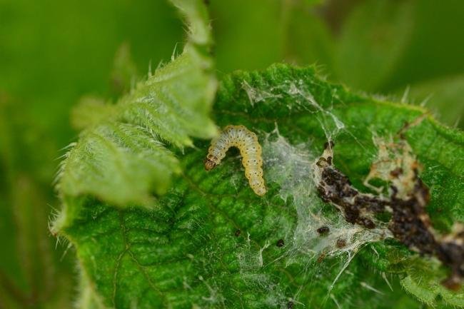 Anthophila fabriciana, larval. Raisby Way, 29-04-2018. Copyright Bob Mawson.