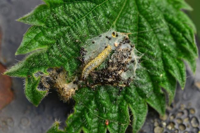 Anthophila fabriciana, larval. Trimdon Grange, 05-06-2019. Copyright Bob Mawson.