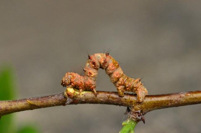 Pale Brindled Beauty (Phigalia pilosaria), larval. Trimdon Grange, 31-05-2019. Copyright Bob Mawson.