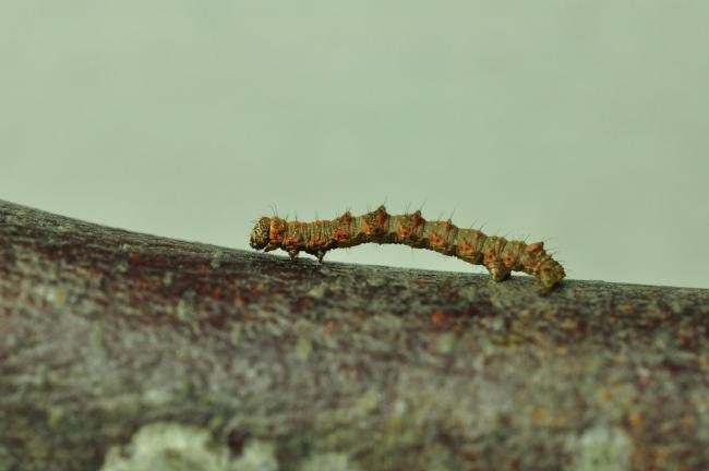 Pale Brindled Beauty (Phigalia pilosaria), larval. Kelloe Bank, 24-05-2020. Copyright Bob Mawson.