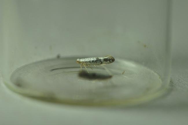 Argyresthia retinella, adult. Trimdon Grange, 29-06-2020. Copyright Bob Mawson.