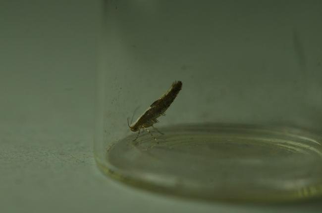 Argyresthia semifusca, adult. Kelloe Bank, 27-08-2020. Copyright Bob Mawson.