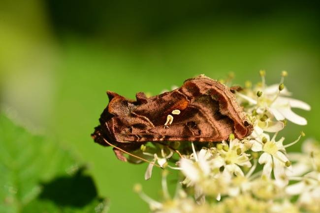 Beautiful Golden Y (Autographa pulchrina), adult. Raisby Way, 28-06-2016. Copyright Bob Mawson.