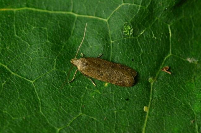 Bryotropha terrella, adult. Kelloe Bank, 30-06-2023. Copyright Bob Mawson.