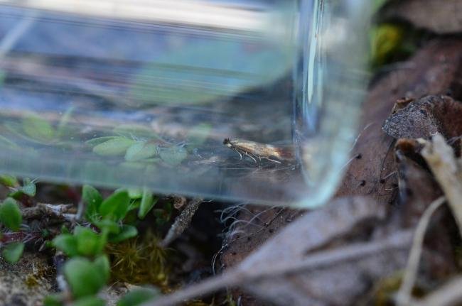 Bucculatrix nigricomella, adult. Kelloe Bank, 21-05-2019. Copyright Bob Mawson.