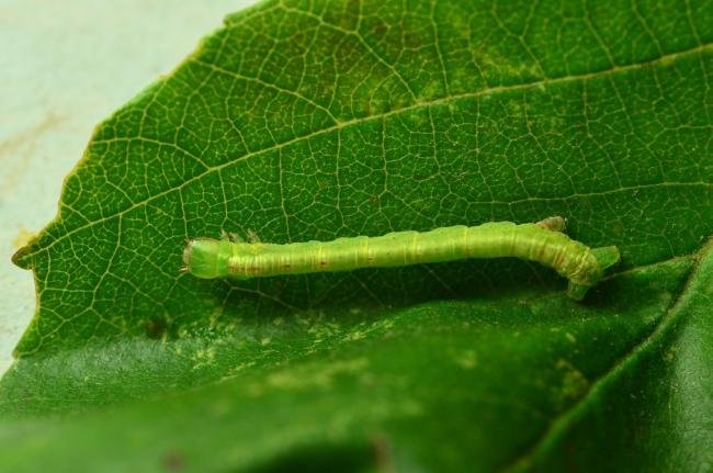 Common White Wave (Cabera pusaria), larval. Trimdon Grange, 14-09-2020. Copyright Bob Mawson.