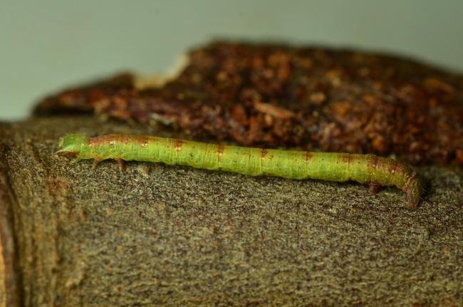 Common White Wave (Cabera pusaria), larval. Brierley Wood, 07-09-2023. Copyright Bob Mawson.