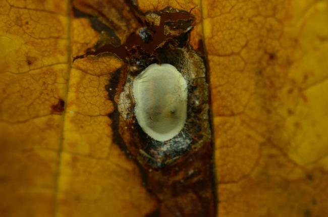 Cameraria ohridella, mine. Trimdon Grange, 29-10-2022. Copyright Bob Mawson.