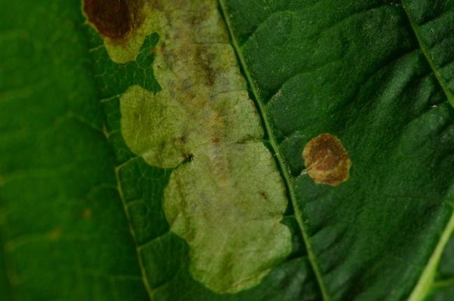 Cameraria ohridella, mine. Trimdon Grange, 17-07-2021. Copyright Bob Mawson.