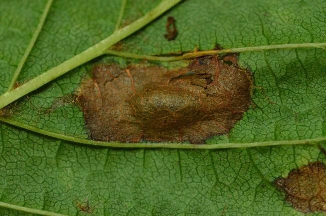 Cameraria ohridella, mine. Coxhoe, 24-10-2020. Copyright Bob Mawson.