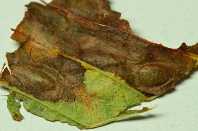 Cameraria ohridella, mine. Coxhoe, 24-10-2020. Copyright Bob Mawson.