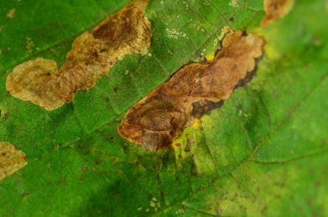 Cameraria ohridella, mine. Kelloe Beck, 28-10-2020. Copyright Bob Mawson.