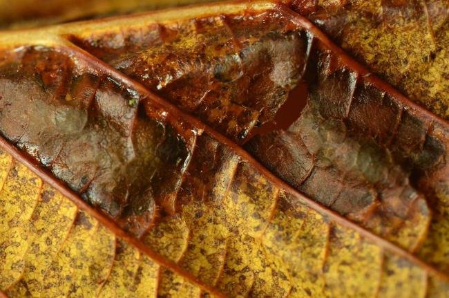 Cameraria ohridella, mine. Hurworth Burn Reservoir, 02-11-2020. Copyright Bob Mawson.