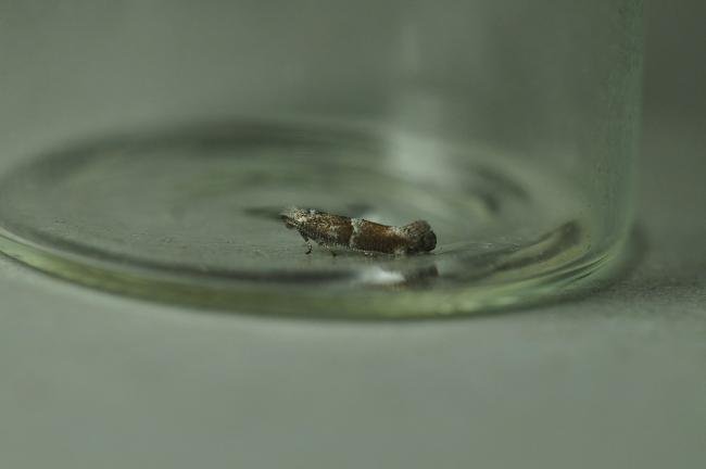 Cedestis subfasciella, adult. Trimdon Grange, 05-07-2021. Copyright Bob Mawson.