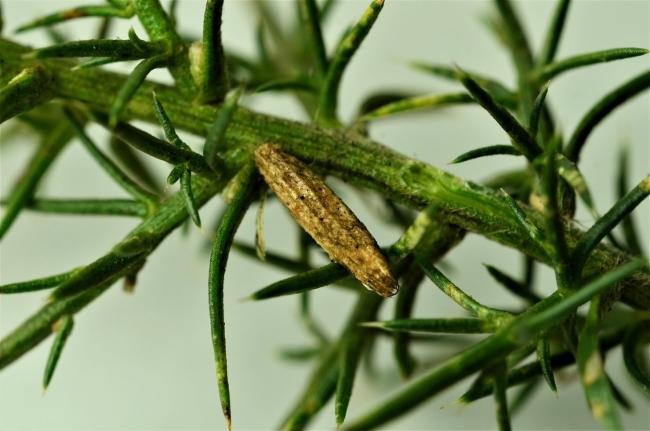 Coleophora albicosta, case. Trimdon Colliery, 31-01-2021. Copyright Bob Mawson.