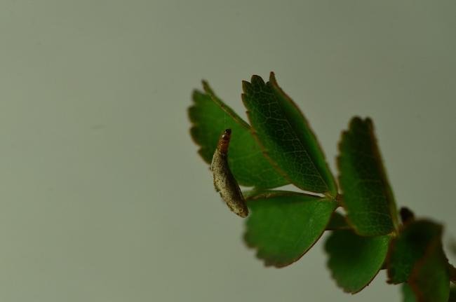 Coleophora gryphipennella, case. Kelloe Bank, 07-05-2020. Copyright Bob Mawson.