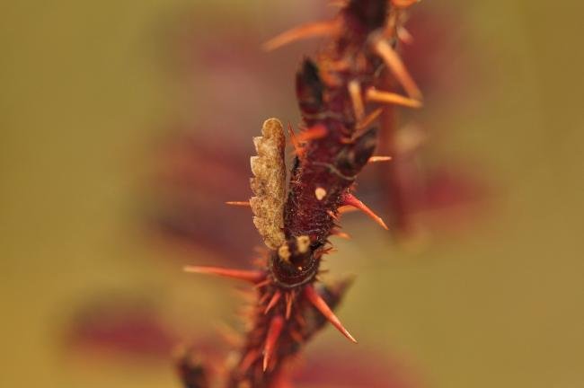 Coleophora gryphipennella, case. Kelloe Bank, 03-11-2018. Copyright Bob Mawson.