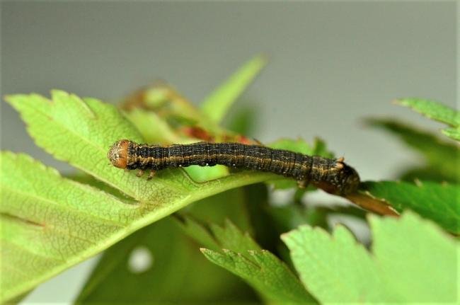 Feathered Thorn (Colotois pennaria), larval. Raisby Way, 12-05-2020. Copyright Bob Mawson.