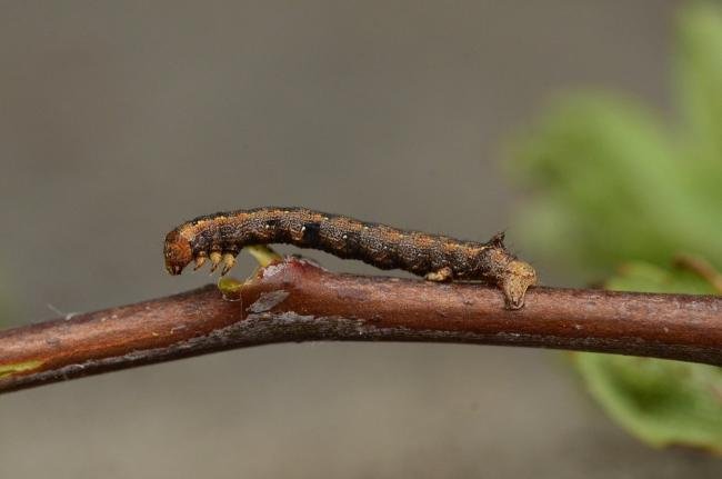 Feathered Thorn (Colotois pennaria), larval. Trimdon Grange, 17-05-2019. Copyright Bob Mawson.