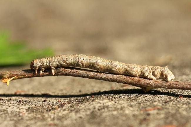 Feathered Thorn (Colotois pennaria), larval. Raisby Way, 27-05-2018. Copyright Bob Mawson.