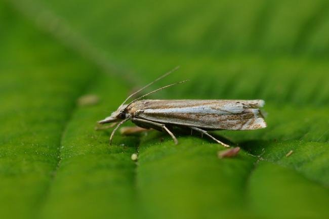 Crambus lathoniellus, adult. Trimdon Grange, 12-06-2018. Copyright Bob Mawson.