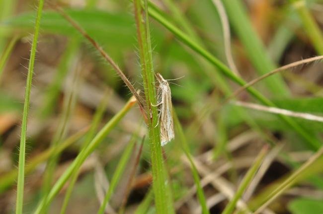 Crambus lathoniellus, adult. Kelloe Bank, 27-06-2021. Copyright Bob Mawson.