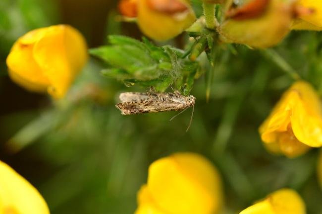 Cydia ulicetana, adult. Kelloe Bank, 03-06-2018. Copyright Bob Mawson.