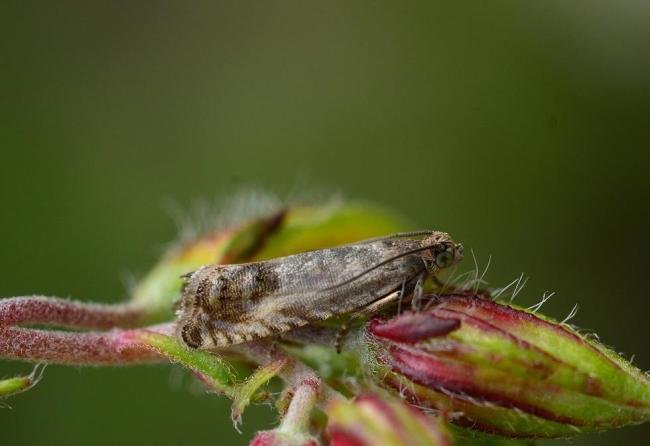 Cydia ulicetana, adult. Kelloe Bank, 19-06-2016. Copyright Bob Mawson.