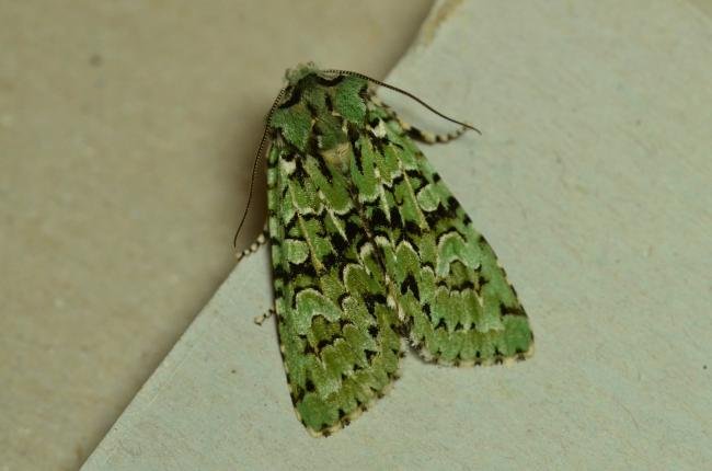 Merveille du Jour (Griposia aprilina), adult. Trimdon Grange, 09-10-2023. Copyright Bob Mawson.